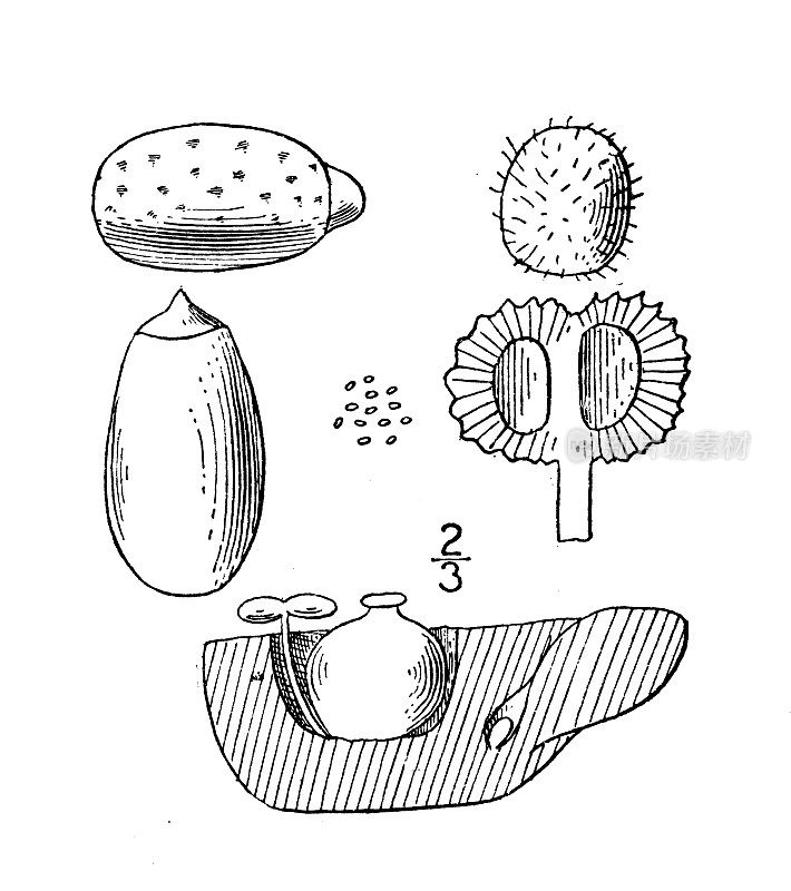 古植物学植物插图:巴西Wolffia Brasiliensis，巴西Wolffia